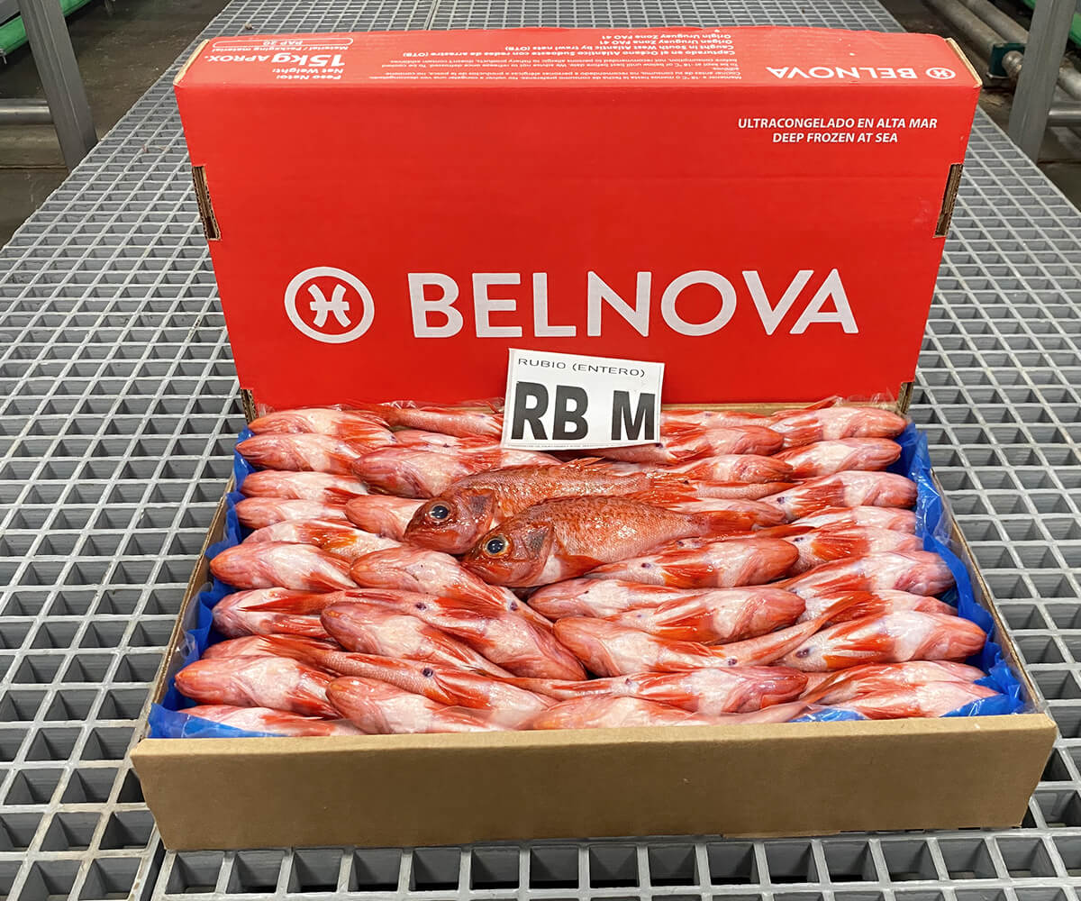 belnova-3