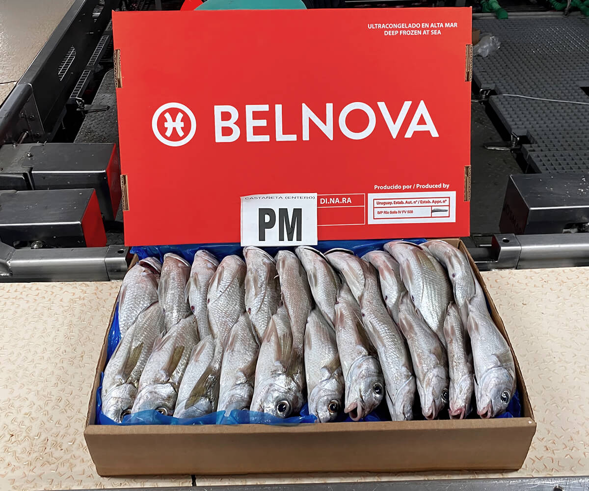 belnova-5